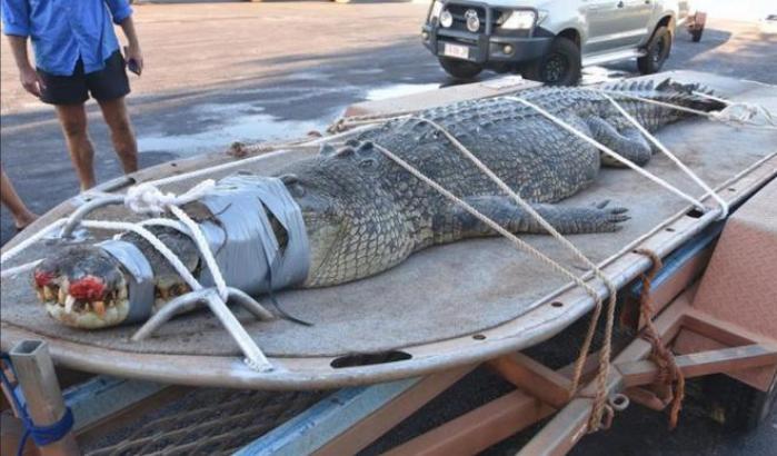 Catturato un coccodrillo di 600 chili, da otto anni era il terrore del fiume Katherine