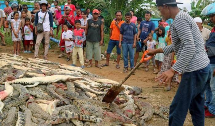 Quando l'uomo si fa bestia: 300 coccodrilli protetti uccisi per vendetta
