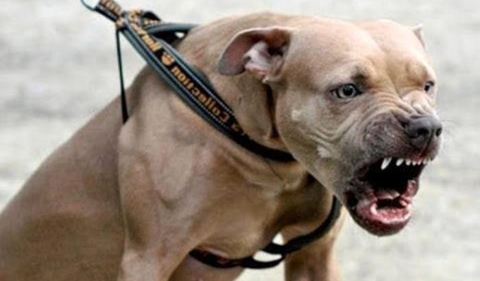 Pitbull stacca a morsi un braccio a una ragazza: drammatica aggressione a Palermo