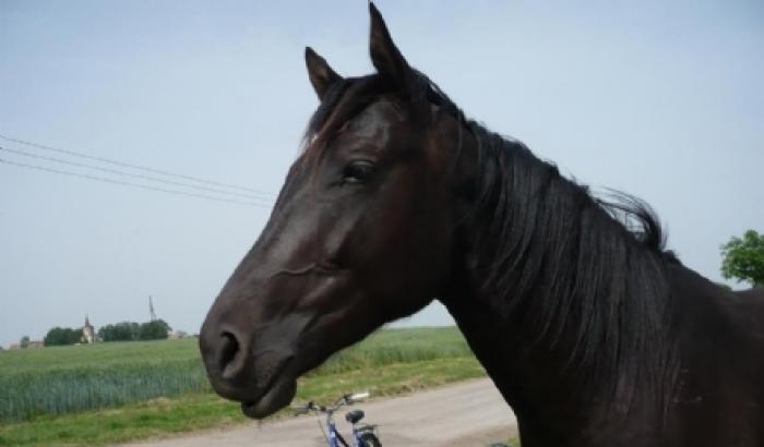 Ivrea, ubriaco a cavallo: denunciato per guida in stato di ebbrezza e patente sequestrata