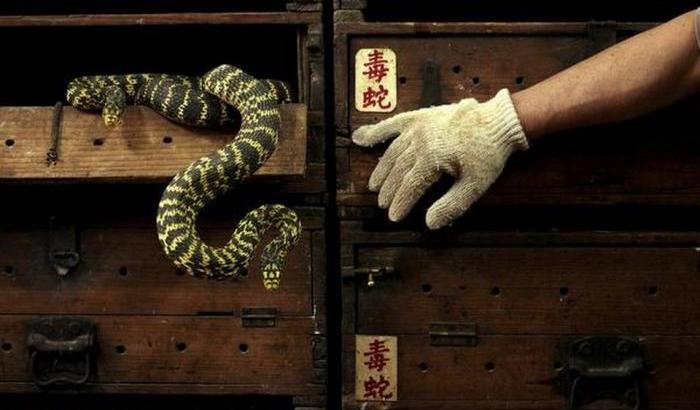 Compra online un serpente velenoso: viene morso e muore