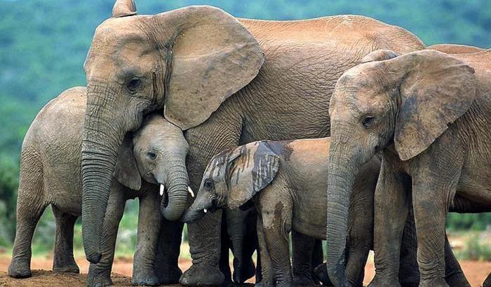 La rivolta degli animali: un branco di elefanti insegue e calpesta un bracconiere