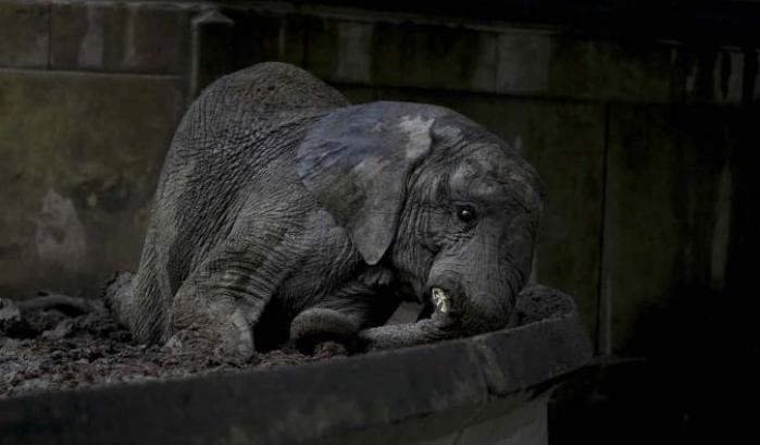 Il degrado dello zoo di Buenos Aires, dove gli animali sono lasciati a morire