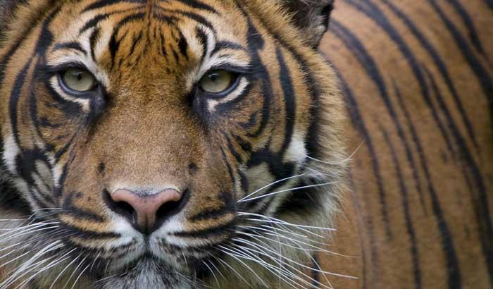 Il commercio  illegale di tigri in Europa: uccise e smembrate per fare il dado di carne