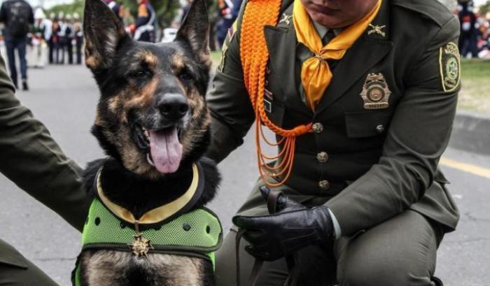L'ira dei Narcos contro Sombra, il cane poliziotto: 70mila dollari per chi riuscirà a ucciderla