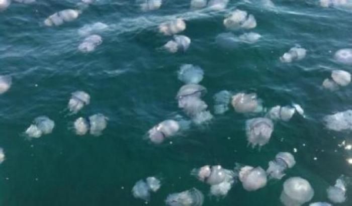 Attaccata da decine di meduse: ragazza di 25 anni rischia lo shock anafilattico