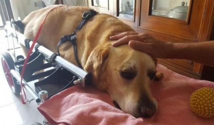 Vibo Valentia, è morto il cane con il carrellino: Dylan aveva un tumore osseo