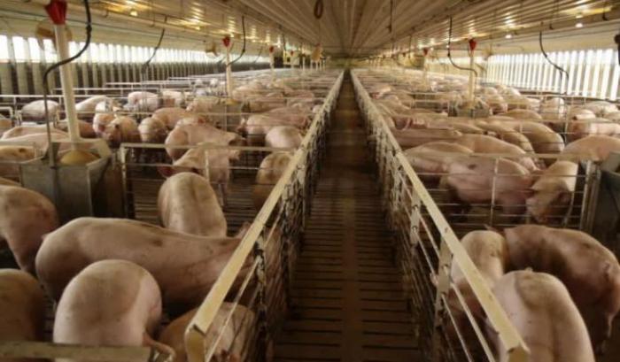 Spagna, terra di maiali: il numero di suini supera quello delle persone