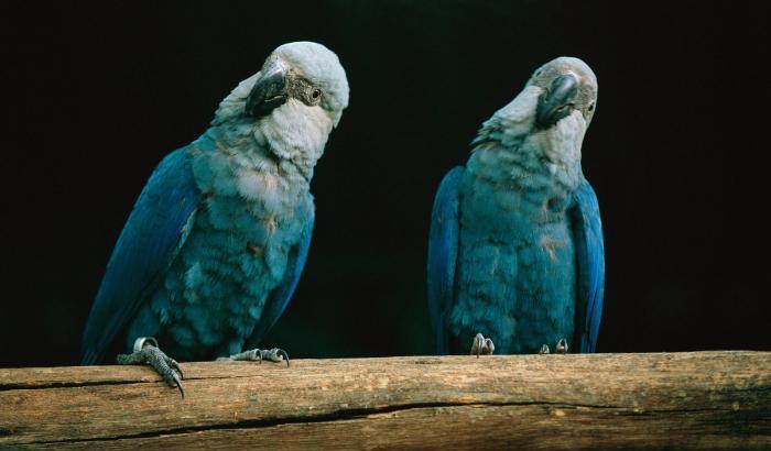La deforestazione ha distrutto l'habitat: estinti i pappagallini blu