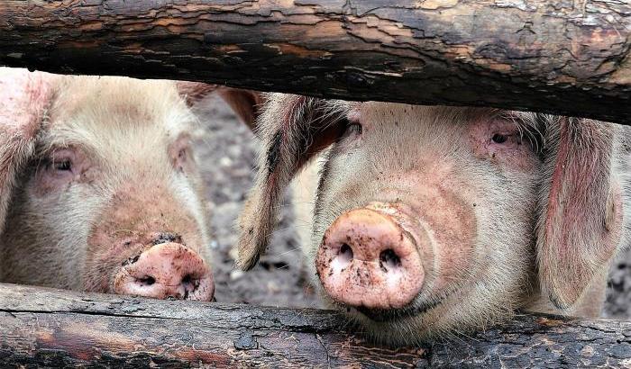Peste suina: 4 mila maiali saranno abbattuti nel Belgio