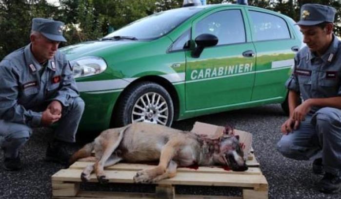 Il lupo morto trovato nel Veronese