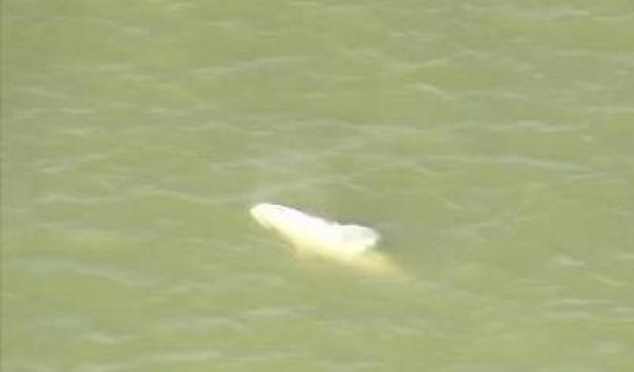 C'è un beluga nel Tamigi: confermato l'insolito avvistamento