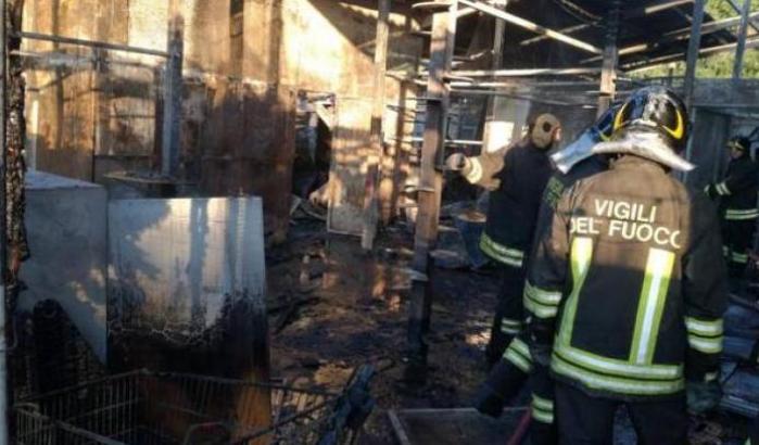 Distrutto da un incendio il gattile comunale di Rho: strage di mici morti tra le fiamme