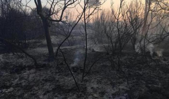 Salento, incendio doloso vicino oasi del Wwf: distrutti 50 ettari di vegetazione