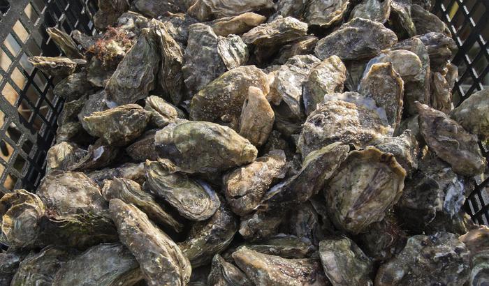 Un miliardo di ostriche ripuliranno il porto di New York