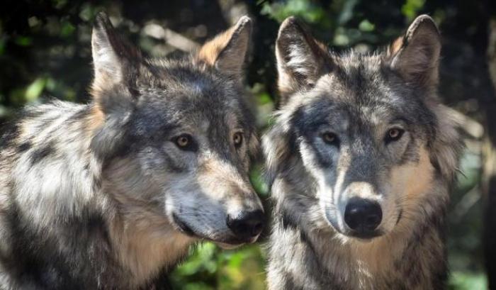 Il Veneto leghista vuole abbattere i lupi: sì al progetto di legge