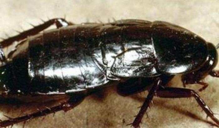 Lavoratori inefficienti costretti a mangiare scarafaggi e bere urina