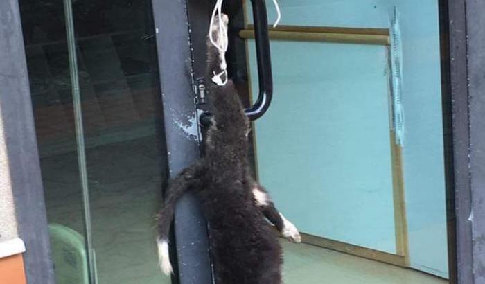 Crudeltà gratuita: una cucciola di cane torturata e impiccata all'entrata di un negozio