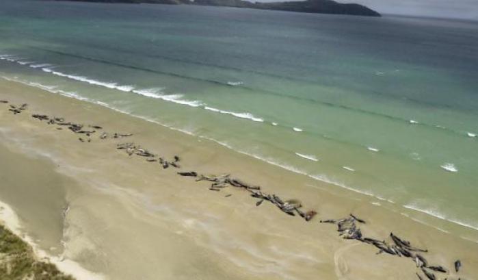 Nuova strage di balene in Nuova Zelanda: 51 morte dopo essersi spiaggiate