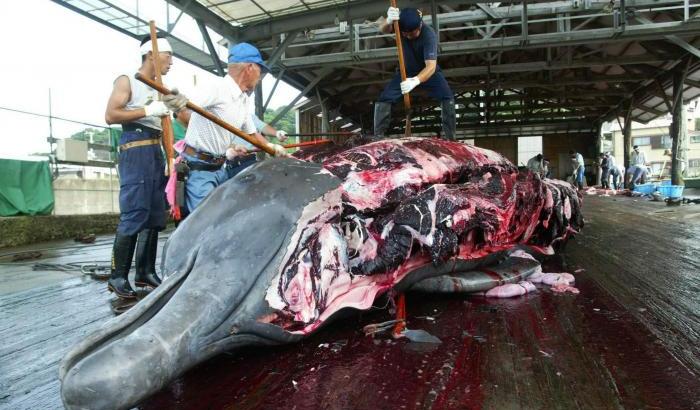 Il Giappone non ascolta gli appelli: riprenderà la caccia alle balene