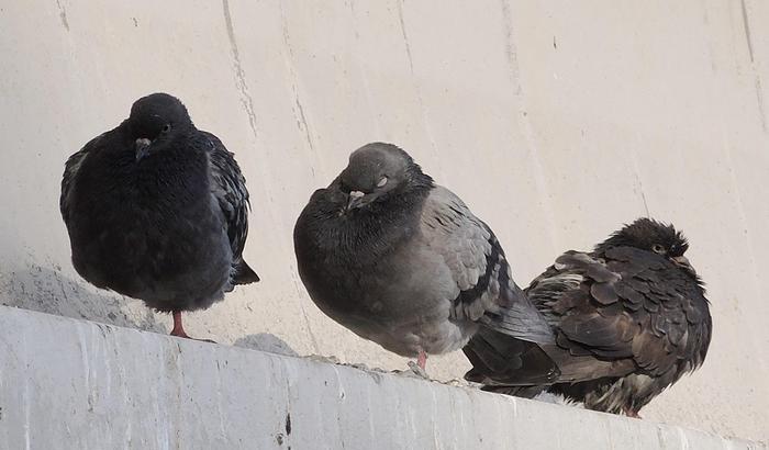Denunciata per aver dato da mangiare ai piccioni: sono portatori di un parassita