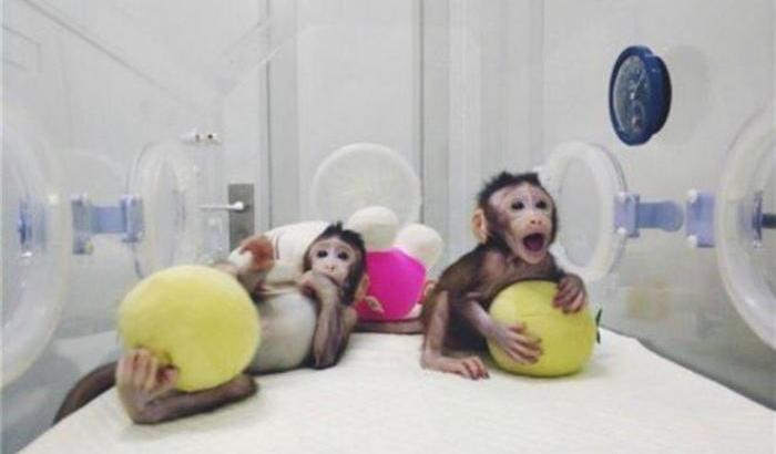 Clonate le prime scimmie insonni: serviranno a studiare ansia, diabete e tumori