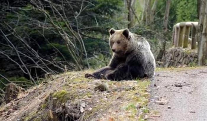 La fantasia del bimbo scomparso nei boschi del nord Carolina: mi ha accudito un orso