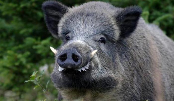 00051B96-cinghiale Cinghiale