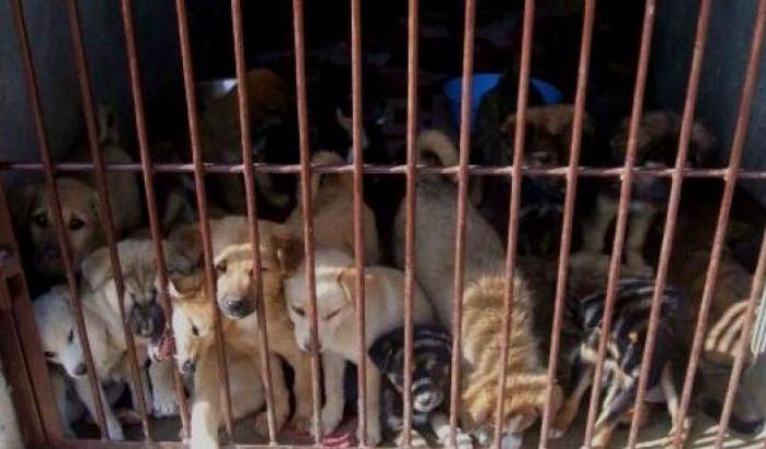 Maltrattamento di animali, scoperto un traffico illegale di cani dalla Slovacchia