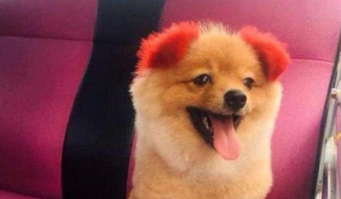 Il cagnolino Diffy perde un orecchio a causa di una tinta tossica e un padrone stupido