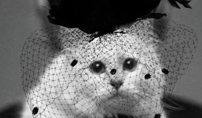 La gatta Choupette di Karl Lagerfeld, in lutto su Instagram