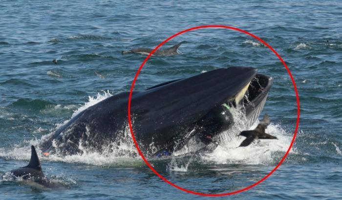 Il momento in cui la balena ingghiotte per errore Rainer Schimpf