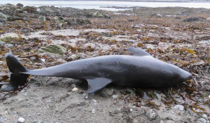 Nel 2019 la pesca intensiva di merluzzo ha ucciso 700 delfini: l'allarme della Ong Sea Sheperd
