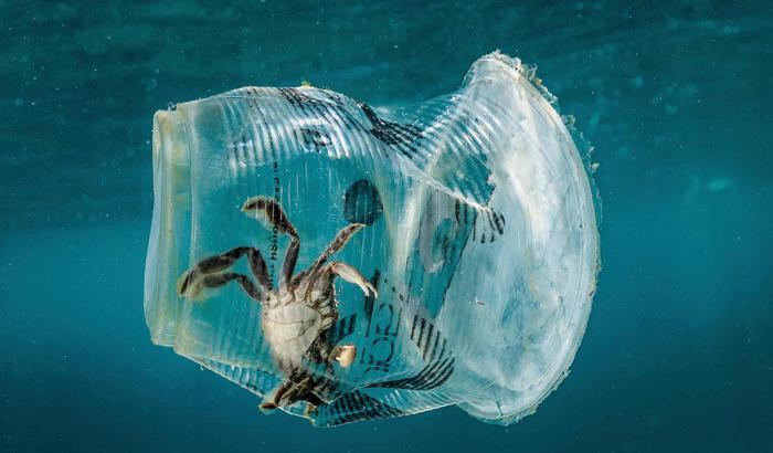 Un granchio intrappolato in un bicchiere di plastica