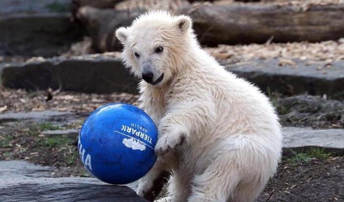 Il cucciolo di orso polare 'gioca a pallone' e incanta i visitatori