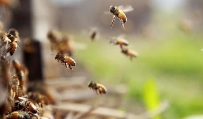 Trovate 4 api vive dentro l'occhio di una donna di Taiwan