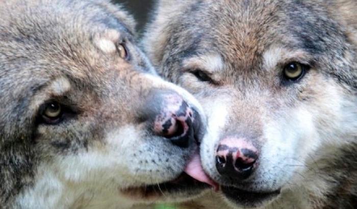 Il Viminale autorizza l'abbattimento dei lupi: "Se non ci sono altre soluzioni"