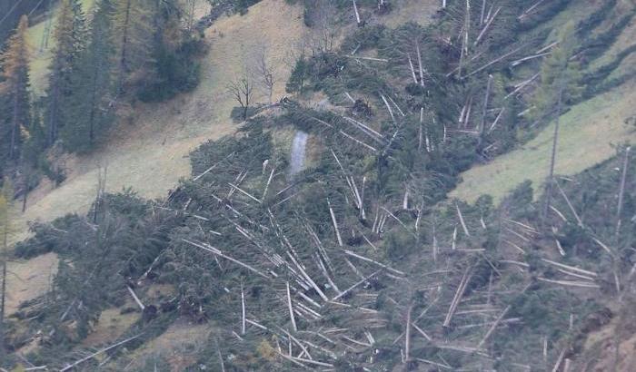 "Il legno delle foreste bellunesi devastate dal maltempo per ricostruire Notre-Dame"