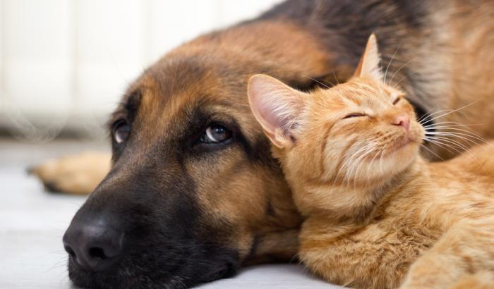 L'Iss avverte: "Gatti, furetti e cani vulnerabili, proteggerli da pazienti positivi"