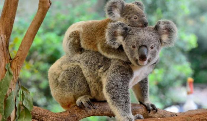 Koala addio: in Australia sono 
