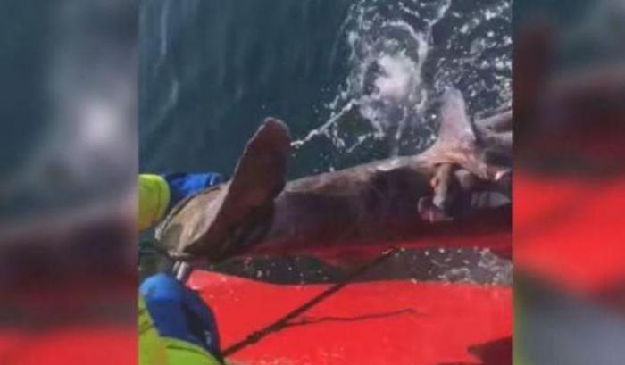 Pescatori tagliano la coda a uno squalo e lo ributtano in mare: "Buona fortuna!". Licenziati