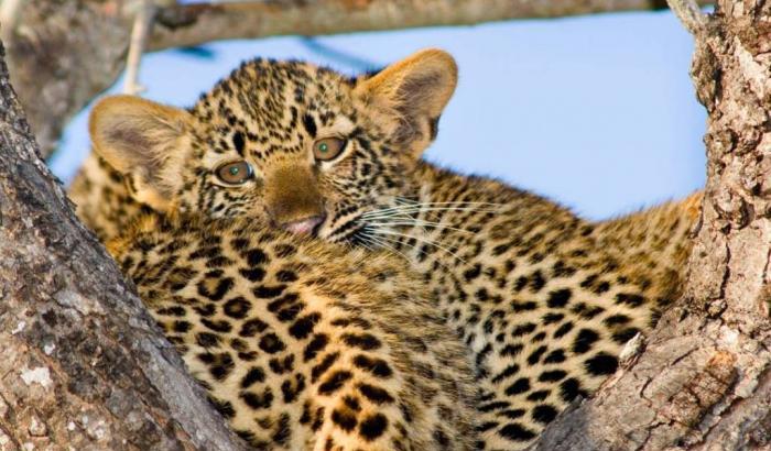 Un leopardo ha aggredito e ucciso un bambino di due anni in Sudafrica
