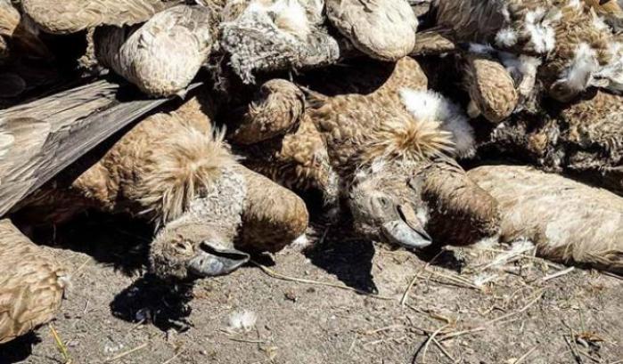 I bracconieri fanno strage di grifoni e aquile in Botswana: rapaci a rischio estinzione