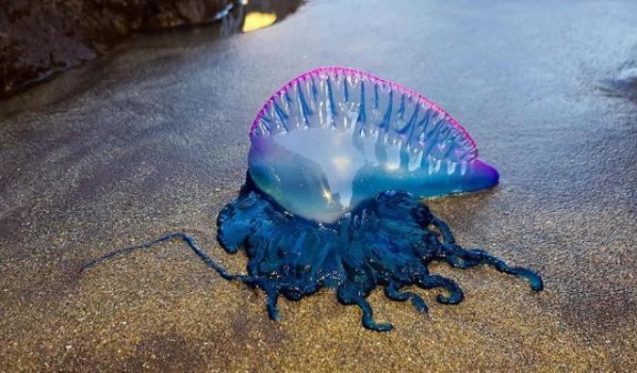 Sette turisti feriti da una medusa Caravella Portoghese, spiagge chiuse in Spagna