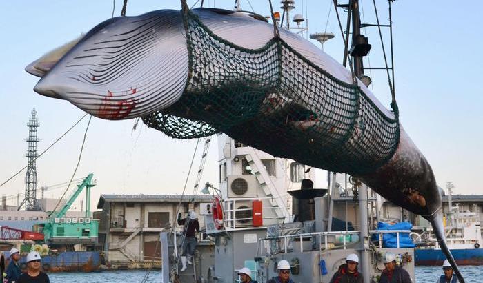 Caccia alle balene in Giappone