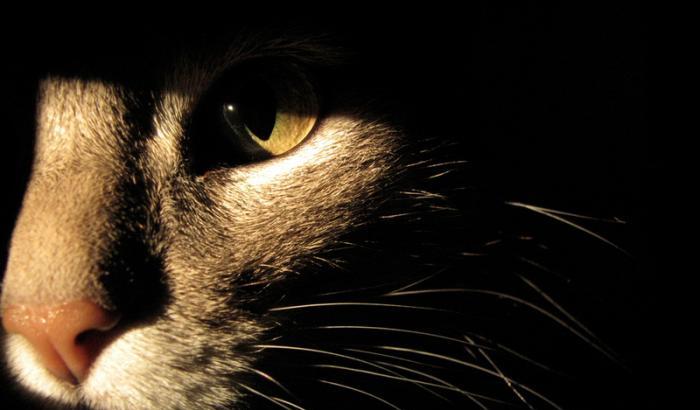 000534AB-gatto-immagine-d-archivio Gatto -immagine d'archivio