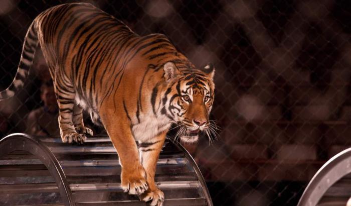 Tragedia al Circo: domatore aggredito e ucciso da 4 tigri