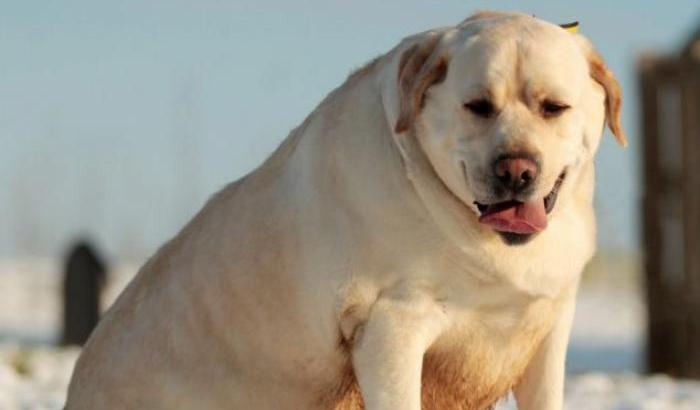 Non è un problema solo umano: in Italia ci sono 5milioni di cani obesi