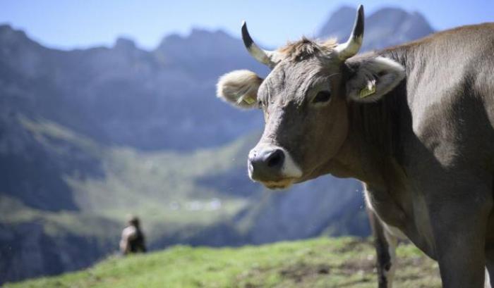 Meteo impazzito: un fulmine uccide 15 mucche in Svizzera