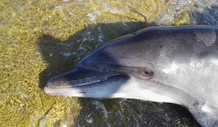 Moria di delfini in Toscana: è il morbillo la causa dei decesso